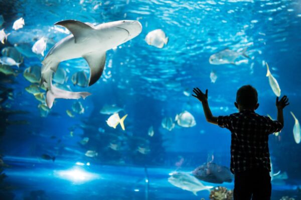 【曼谷暹羅海洋世界】2025一起探索海洋奇觀，親子、伴侶出遊好去處
  