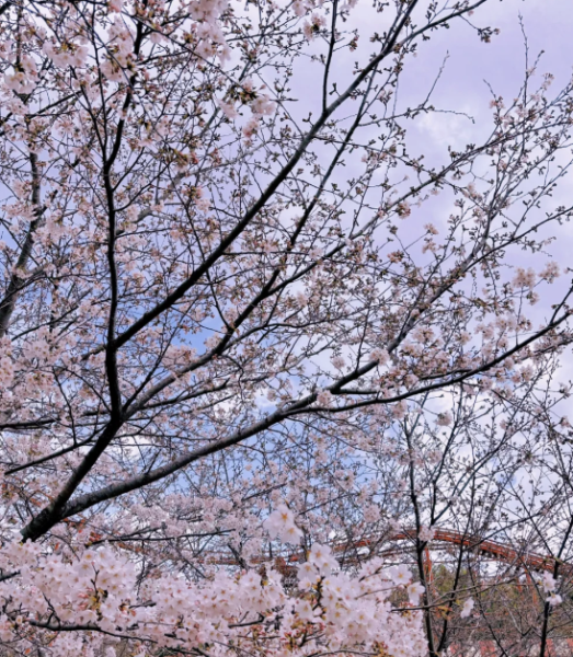 金海伽倻主題公園