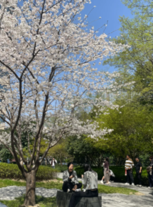 吉野櫻