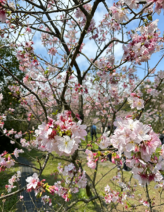 陽明山公園