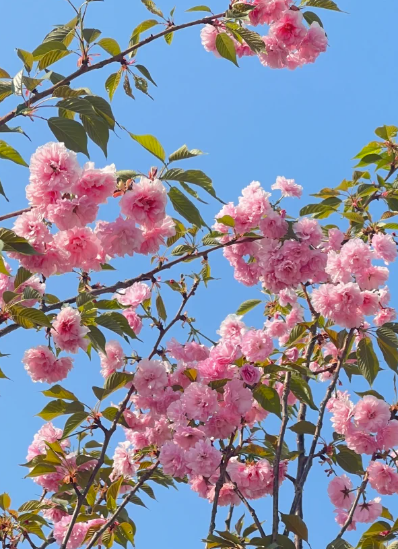 陽明山櫻花