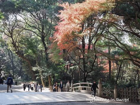東京早上景點明治神宮清晨森林步道